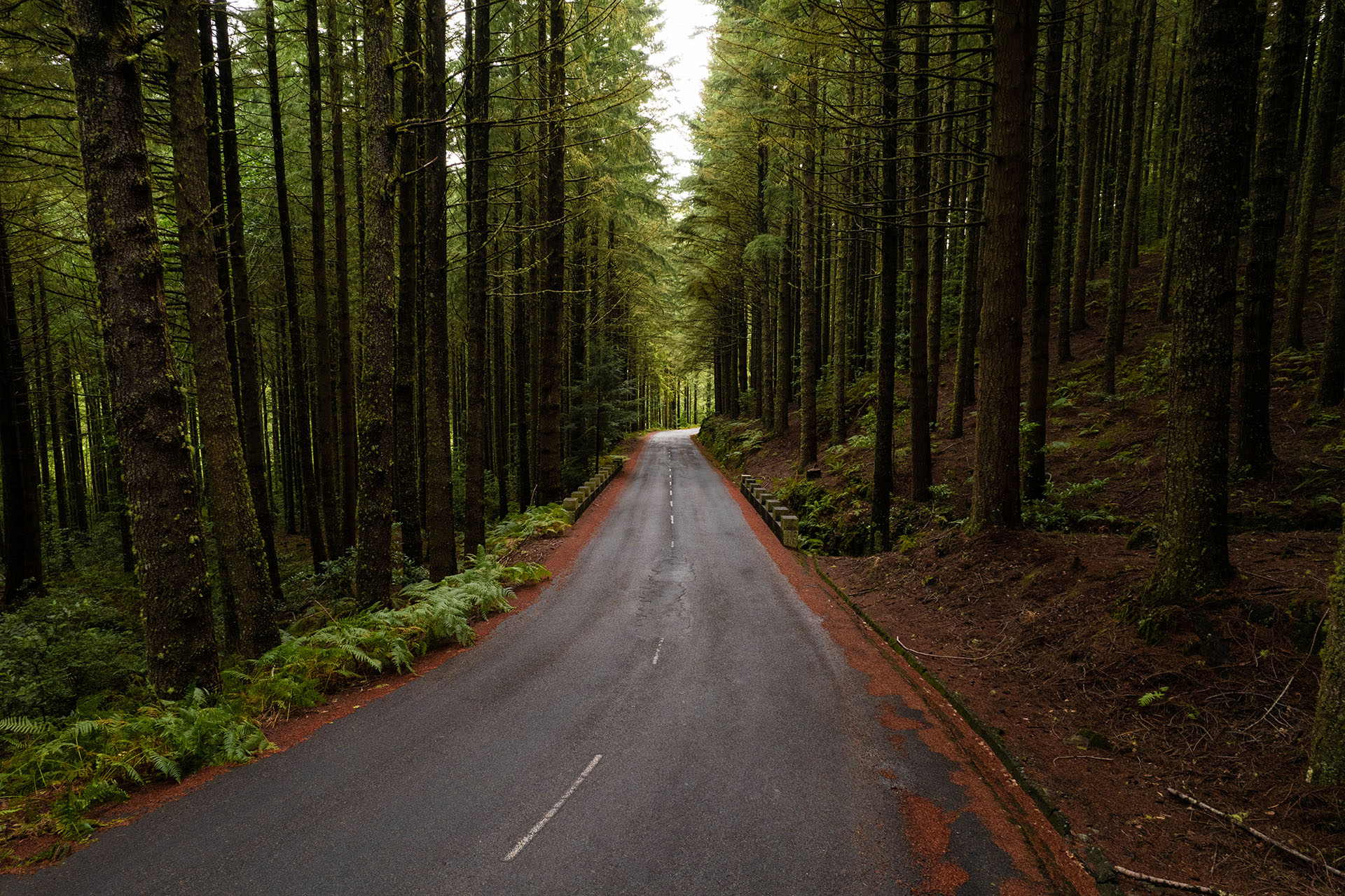Carretera y Bosque